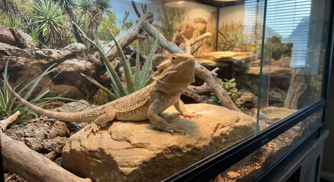 "Can Bearded Dragons Live with Other Animals? Tank Mates & Risks"