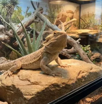 "Can Bearded Dragons Live with Other Animals? Tank Mates & Risks"