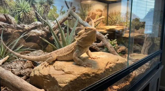 "Can Bearded Dragons Live with Other Animals? Tank Mates & Risks"