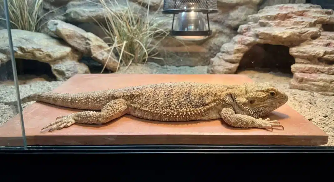 Bearded Dragon Too Hot or Too Cold: Signs, Causes, and What to Do