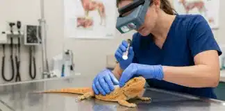 "Bearded Dragon Yellow Fungus Disease: Symptoms, Diagnosis, and What to Expect"