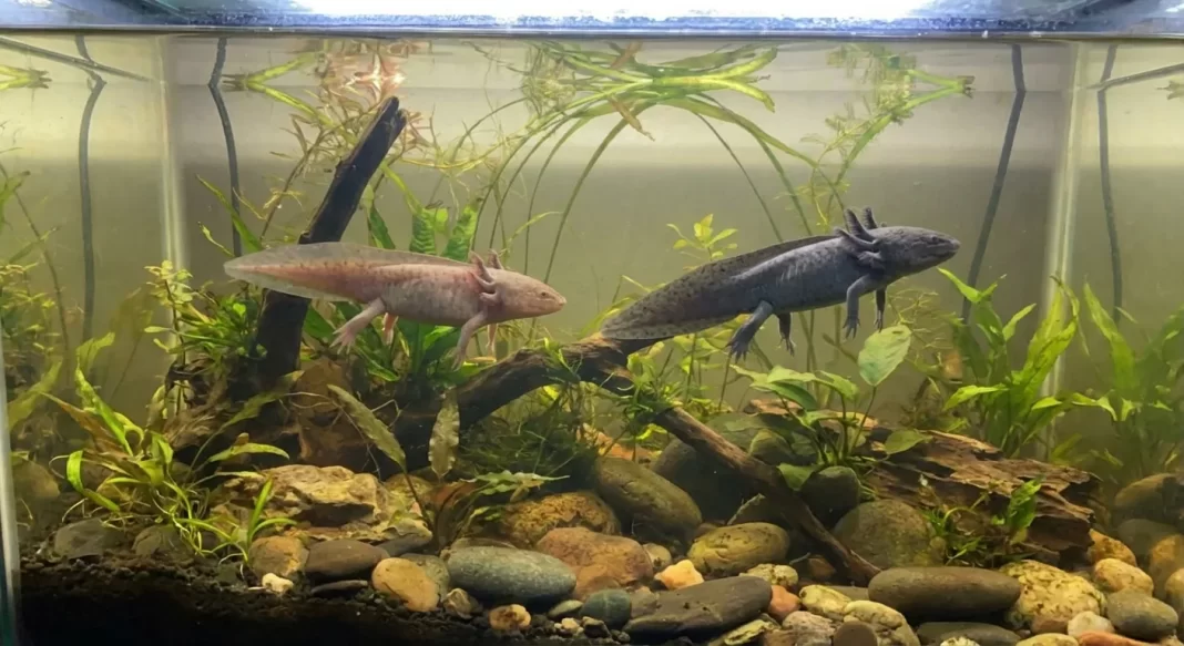 Can Axolotls Live Together? Size Matching, Sex Ratios, and Risk Control for Multi-Axolotl Tanks
