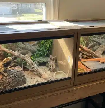 Can Bearded Dragons Live Together? The Truth About Cohabitation "Can Bearded Dragons Live Together? The Truth About Cohabitation"