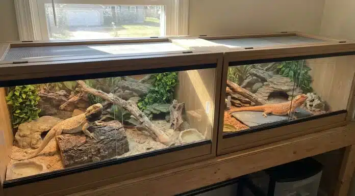 "Can Bearded Dragons Live Together? The Truth About Cohabitation"