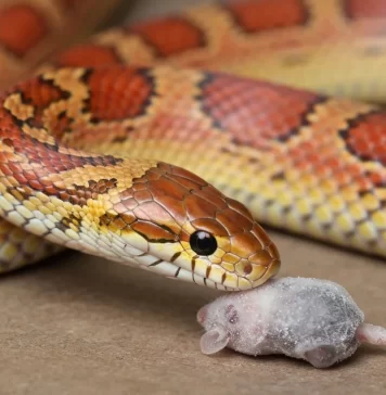 What Do Corn Snakes Eat? Complete Feeding Schedule and Prey Guide