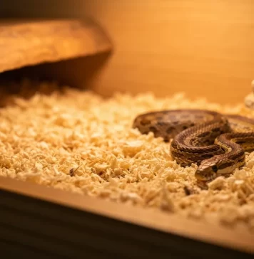 Best Corn Snake Substrate: Bedding Options Compared (Safety + Hygiene)