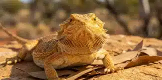 "How to Choose a Healthy Bearded Dragon: Breeder vs Pet Store, Red Flags"