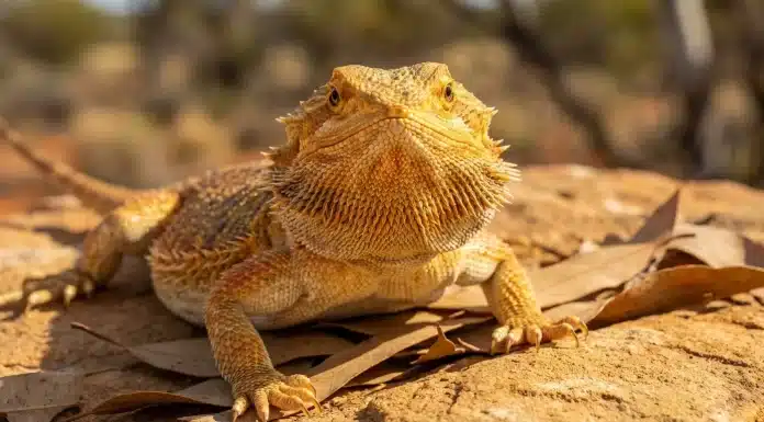 "How to Choose a Healthy Bearded Dragon: Breeder vs Pet Store, Red Flags"