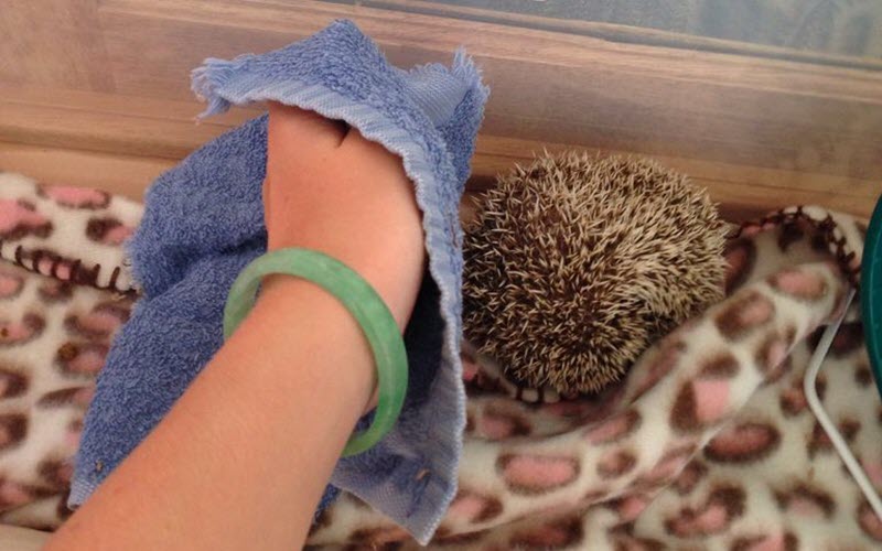 How to Bathe and Groom a Hedgehog: Frequency, Water Temperature, Nail Trimming, and Dry-Skin Care