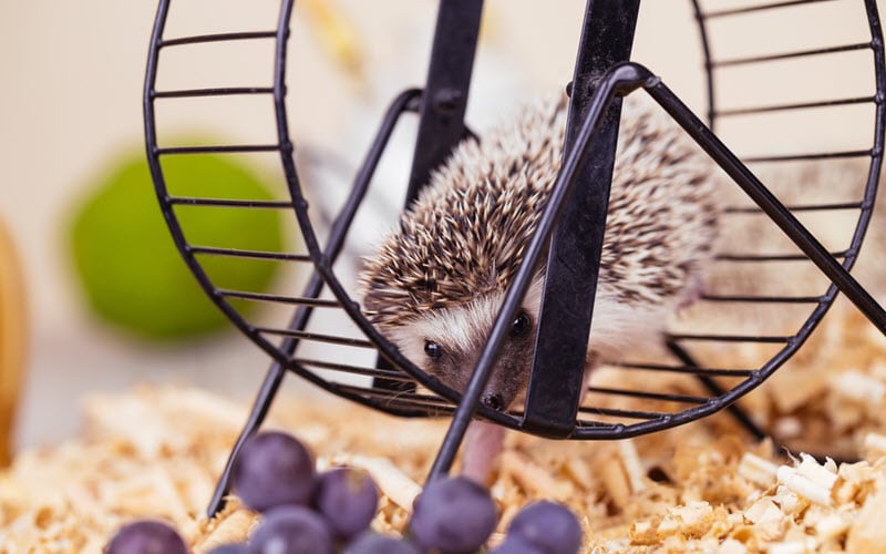 Hedgehog Behavior Explained: Huffing, Anointing, Quilling, and What Normal Looks Like