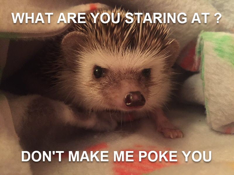 Hedgehog Health Problems: Symptoms, Common Diseases, and When to See an Exotic Vet